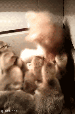 cb8f8d2307164cbff64db4a8dd85a274_1463748574_5227.gif
