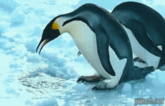 048874a49b6cd49cc9dbabf244d1311f_1465496021_7509.gif