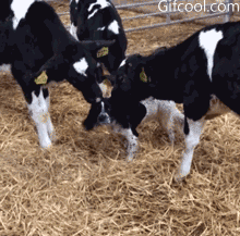 048874a49b6cd49cc9dbabf244d1311f_1465496194_2725.gif