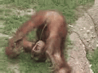 048d0ab27340debcec93592e1d52ac2d_1465539010_8521.gif