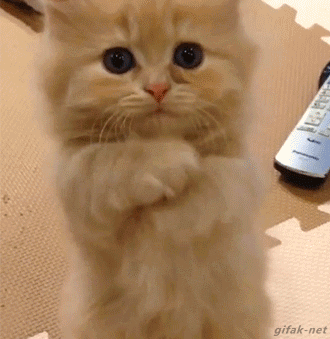 06ebda255269df5333e2a1ad026e2be5_1465555542_8014.gif