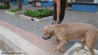 1930bf1cd15b95706ffe849ebc51bf76_1465810102_0622.gif