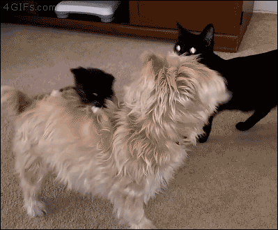28050aa2f17abd7d5377aeec4dfe11a3_1465526876_4218.gif