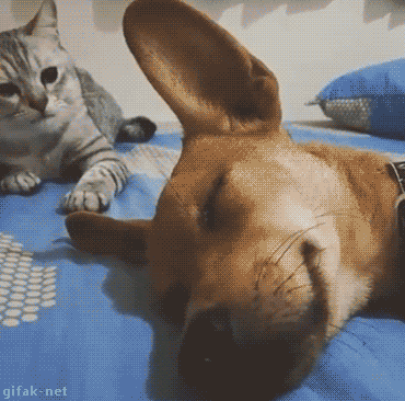 3a75dcd361f506f6fe17e1043ef0c02e_1465494998_4061.gif