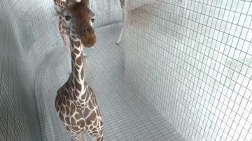 493e2316f4d118e39fdefea785177d99_1465609330_4545.gif