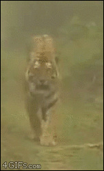 62d2bb52275cd45003f5080ede7e920f_1465605726_5081.gif