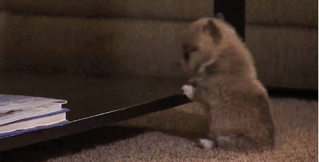 6a36853087bacabff95408bded25382b_1465555244_0492.gif
