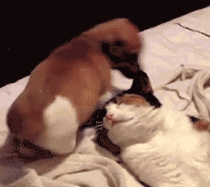 72239bb2d5e5f5bc94b4ccfc03934919_1465497207_4653.gif
