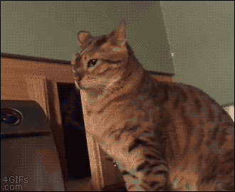 a63d6823c1030c23e466622ac841c833_1465605910_8747.gif