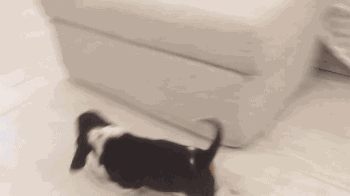 a880633f2baa962bf2d18e6ce563eda5_1465529905_1937.gif