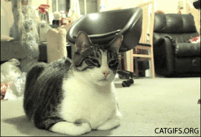 b08fd74b0b67671ab7703549f7202b02_1465525681_2111.gif