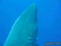 b56dee9ac0cae711e729eaa0f3228d52_1465547974_7144.gif