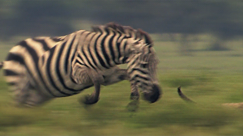 b56dee9ac0cae711e729eaa0f3228d52_1465548143_1645.gif