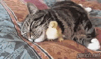 b56dee9ac0cae711e729eaa0f3228d52_1465548203_756.gif