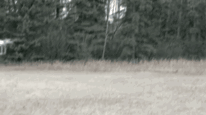 b56dee9ac0cae711e729eaa0f3228d52_1465548803_0992.gif