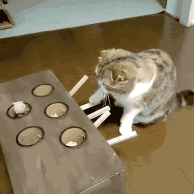 b56dee9ac0cae711e729eaa0f3228d52_1465549528_7388.gif