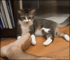 ba91c848edfc7595e6cc025d65a83091_1465550935_4874.gif