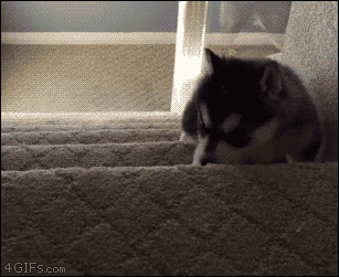 c463d70f44d82936aafcc7ec6d47a336_1465555567_8574.gif