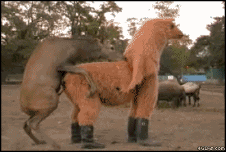 d703ef39aebf8b14fcead2678e58a04b_1465549867_5096.gif