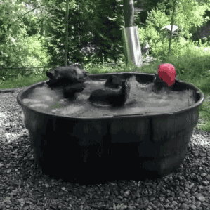 d772169b75b1df1b08cbaae82f01ce85_1465780932_1835.gif