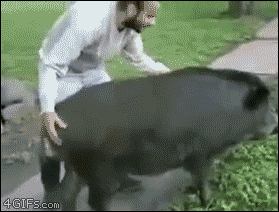 daeacf1cf9b08ae8a351b8dd975274b1_1465525455_8284.gif