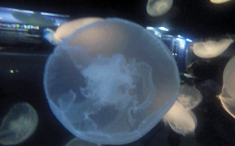 085b3568d02f17b27afb4573a37afe89_1469174610_0136.gif 085b3568d02f17b27afb4573a37afe89_1469174610_0136.gif