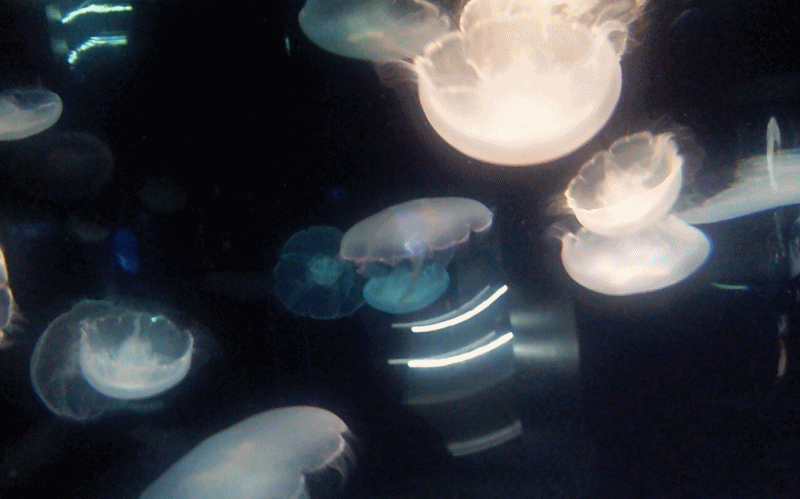 085b3568d02f17b27afb4573a37afe89_1469174612_3615.gif 085b3568d02f17b27afb4573a37afe89_1469174612_3615.gif