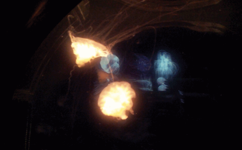 085b3568d02f17b27afb4573a37afe89_1469174614_0013.gif 085b3568d02f17b27afb4573a37afe89_1469174614_0013.gif