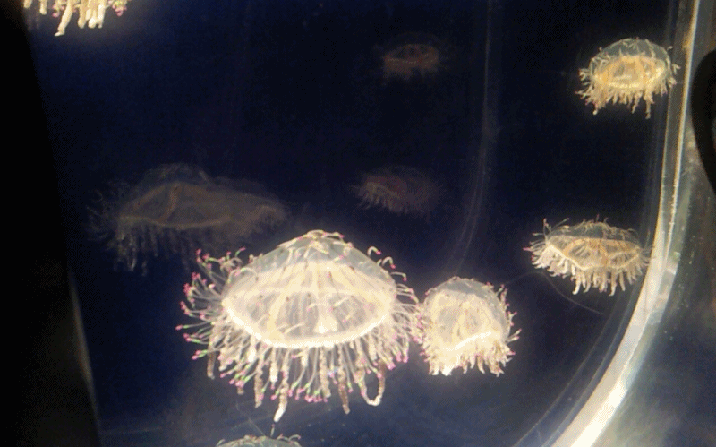 085b3568d02f17b27afb4573a37afe89_1469174620_6673.gif 085b3568d02f17b27afb4573a37afe89_1469174620_6673.gif