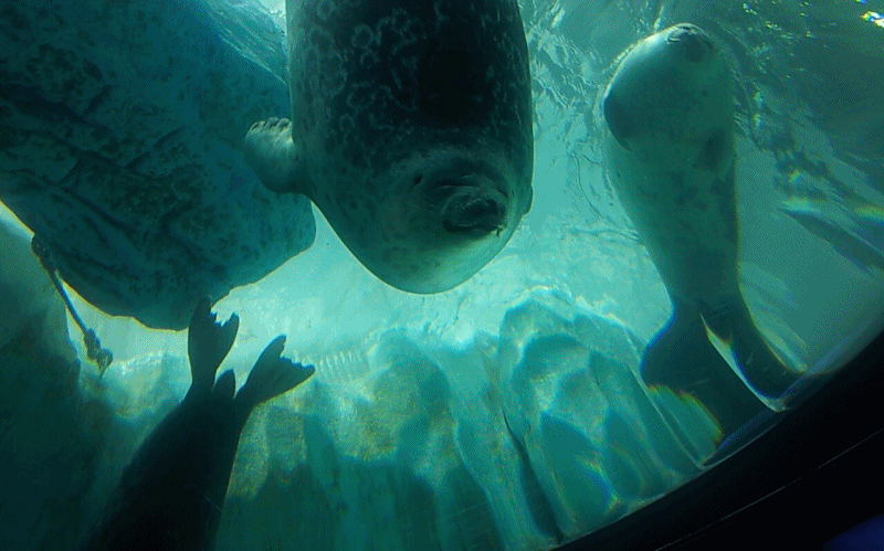 085b3568d02f17b27afb4573a37afe89_1469174630_8487.gif 085b3568d02f17b27afb4573a37afe89_1469174630_8487.gif