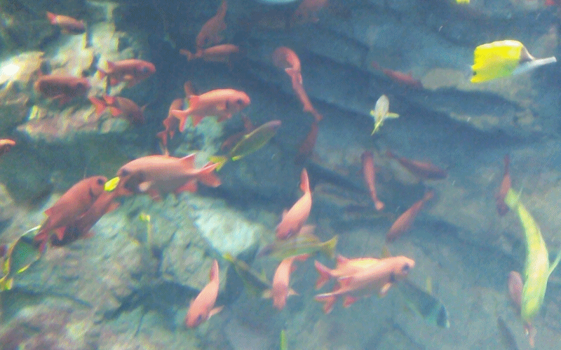 085b3568d02f17b27afb4573a37afe89_1469174641_6827.gif 085b3568d02f17b27afb4573a37afe89_1469174641_6827.gif