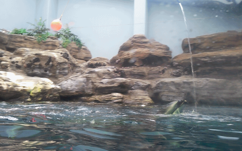 085b3568d02f17b27afb4573a37afe89_1469174643_4559.gif 085b3568d02f17b27afb4573a37afe89_1469174643_4559.gif