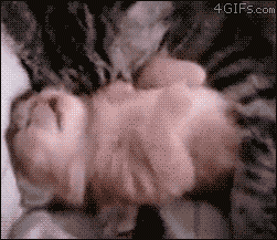 185d26c3b743f3b5a8ad49390008f10a_1469725031_9743.gif
