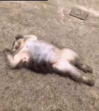 208018c2335852d198c30d8a7dd4a1f8_1469673272_6177.gif 208018c2335852d198c30d8a7dd4a1f8_1469673
