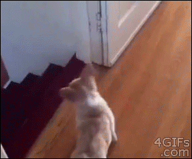 6179c9efd60693e42ff1a7935eb8699a_1467576696_6337.gif