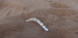 78a2485bd485c195bf93285279763c4c_1467882524_8238.gif 78a2485bd485c195bf93285279763c4c_1467882524_8238.gif