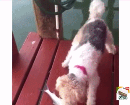 81c6119f836ed7c9a8e33901cbebd86d_1468344602_9779.gif 81c6119f836ed7c9a8e33901cbebd86d_1468344602_9779.gif