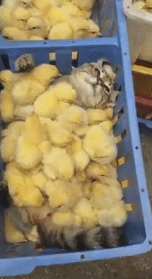9ea16c8f8c90b50aec87dd02d903be34_1468669942_06.gif