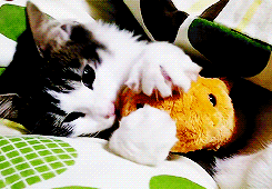 a3874dbebb9694a65ae693bcb8538f7a_1468639731_3617.gif