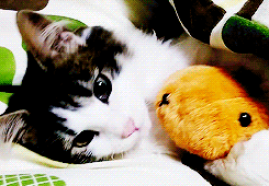 a3874dbebb9694a65ae693bcb8538f7a_1468639732_1433.gif