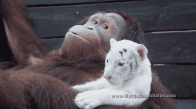 a3874dbebb9694a65ae693bcb8538f7a_1468640305_5859.gif
