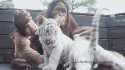 a3874dbebb9694a65ae693bcb8538f7a_1468640306_1621.gif
