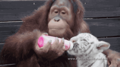a3874dbebb9694a65ae693bcb8538f7a_1468640307_3693.gif