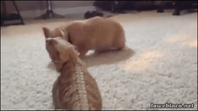 a3874dbebb9694a65ae693bcb8538f7a_1468640506_1874.gif