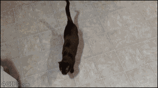 a956da3153abf580b0da8dafa76e911a_1469725930_834.gif