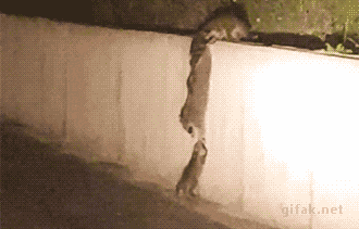 e13865ddfcbcebb0328fa54417023fdb_1469775114_3205.gif