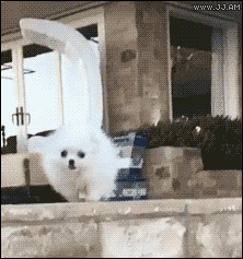 e91e262684cd9fb395cfdc3485e01a8a_1469783843_2441.gif