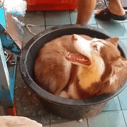 eda39428a7897a37020290189c5c09bc_1469862277_2033.gif