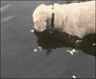 fishing.gif