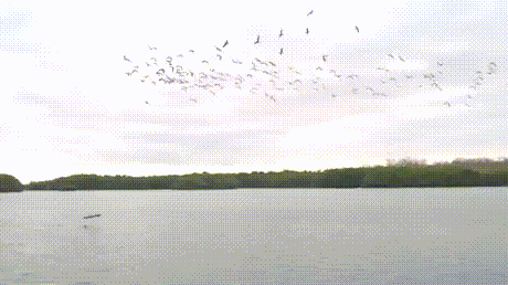 8b7b0a7fce65fad039fc9527ef3cf9f9_1470456250_6156.gif